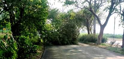 Baghpat News: तेज हवा से टूटे पेड़ यातायात रहा बाधित Trees broken due to strong winds disrupted traffic