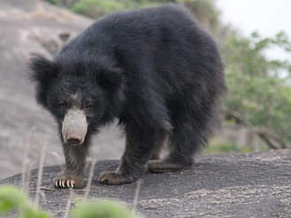 Shahdol News: खेत में काम कर रहे किसान पर भालू ने किया हमला, सिर में गंभीर चोट Shahdol News: A bear attacked a farmer working in the field