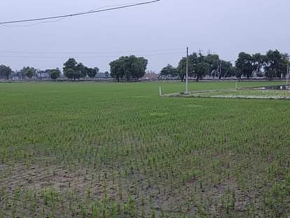 Sirsa News: बादल छाए पर बरसे नहीं It was cloudy but it didn't rain