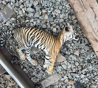 Chitrakoot News: ट्रेन की चपेट में आकर बाघ के शावक की मौत Tiger cub dies after being hit by a train