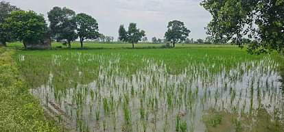 Rohtak News: कई दिनों से बारिश के बाद 70 प्रतिशत धान रोपाई कार्य पूरा After several days of rain, 70 percent of paddy planting work is complete