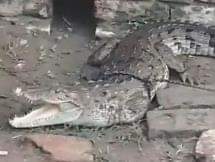 Sitapur News: मछुआरे के जाल में फंसा मगरमच्छ Crocodile trapped in fisherman's net