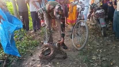 Lakhimpur Kheri News: तोरई की झाड़ में दिखा 15 फुट लंबा अजगर A 15-foot-long python was spotted in a ridge gourd bush.