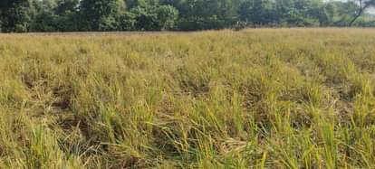 Bahraich News: तीन गांवों में हाथियों का उत्पात, फसलों को रौंदा Elephants wreak havoc in three villages, trampling crops