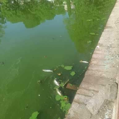 Sirmour News: रानीताल तालाब में मछलियां मरने का सिलसिला जारी fishes died in ranitaal talab