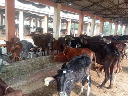 Shamli News: गोशालाओं में गोवंश पड़े बीमार, नहीं मिल रहा चारा व उपचार cultural news