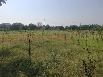Jammu News: विभाग की अनदेखी से मुरझाए 150 से ज्यादा पाैधे plants wither
