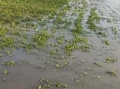 Mahoba News: मूंगफली की फसल बर्बाद, मटर को भारी नुकसान Peanut crop destroyed, peas suffered heavy losses