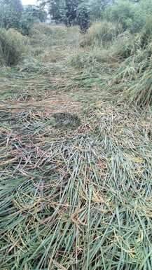 मोंथा का असर: यूपी के इन जिलों में आज भारी बारिश की चेतावनी, लखनऊ सहित इन इलाकों में गिरा पारा Montha's impact: Heavy rain warnings in these Uttar Pradesh districts today, mercury plummets in Lucknow and o