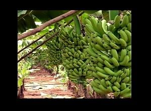Jammu Gets Banana Cultivation, IIIM's Trial Tastes Success