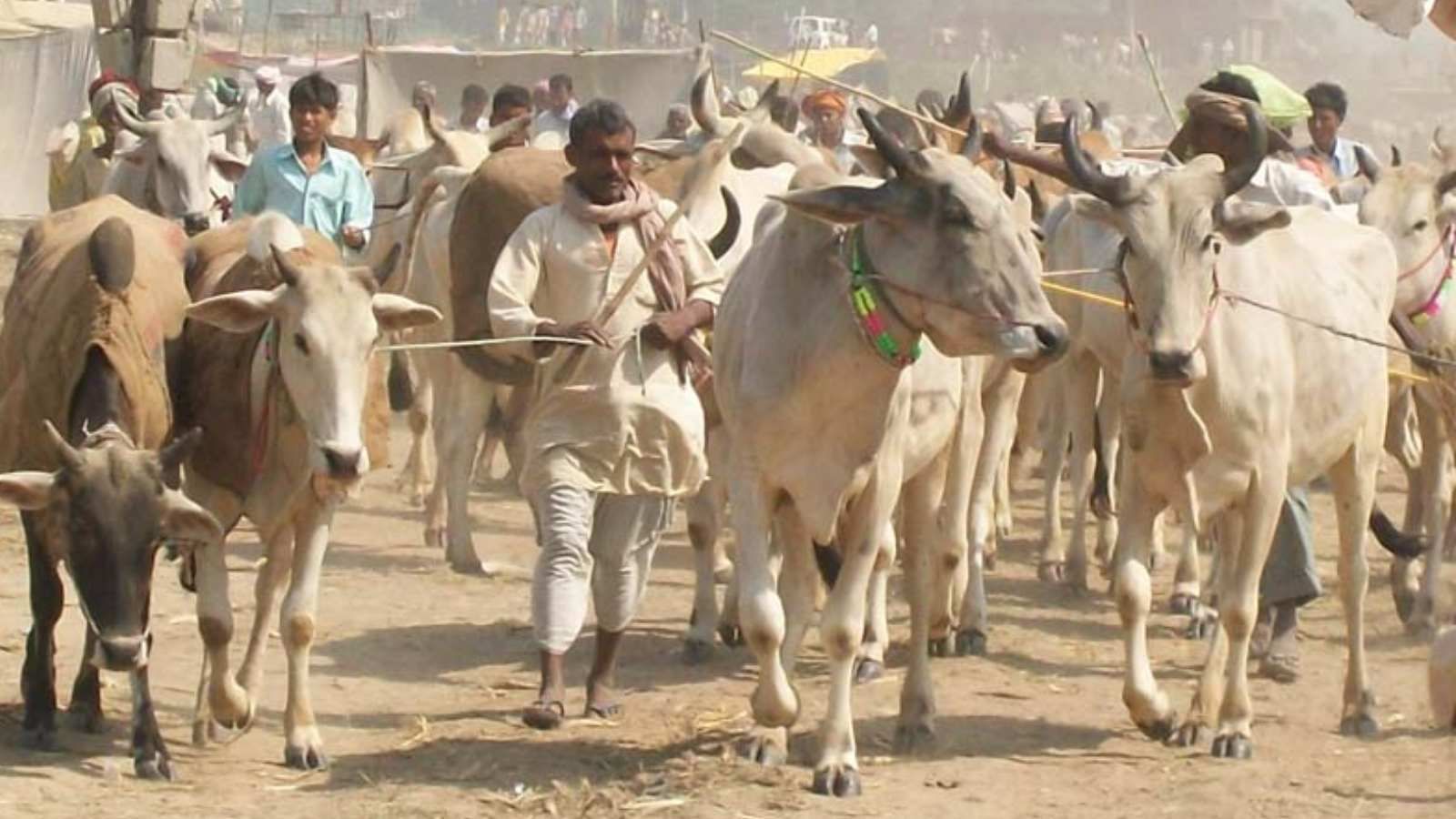 ददरी मेला पशुओं की खरीद-बिक्री का केंद्र भी रहा है।