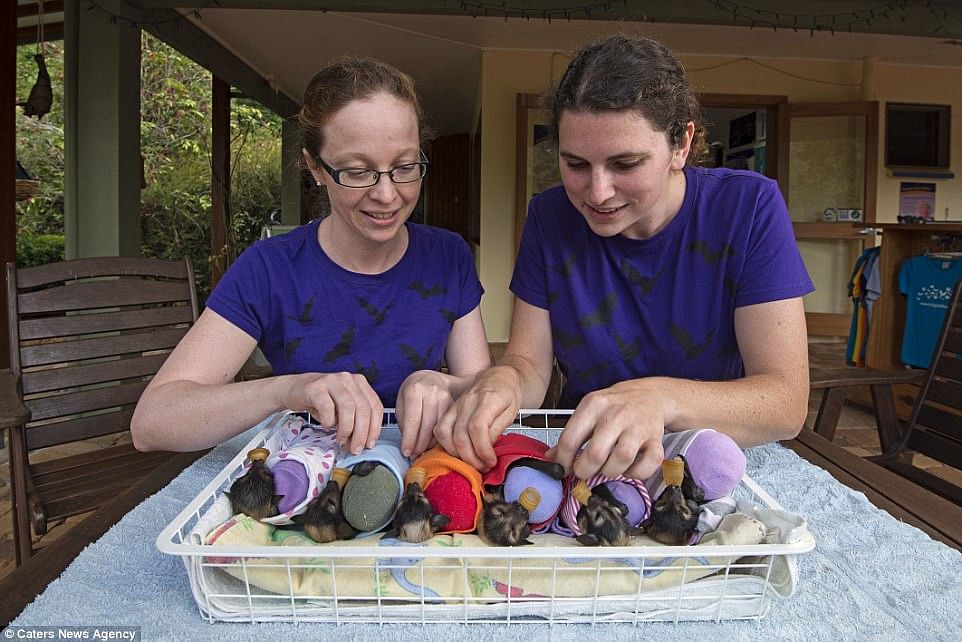 A bat hospital in Australia and the photos will melt your heart