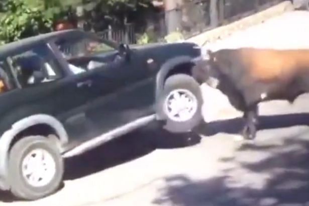 a bull repeatedly smashes an SUV with his horn and it is scary