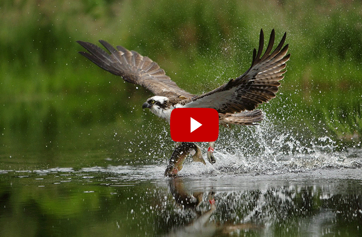 video Osprey fishing in spectacular super slow motion