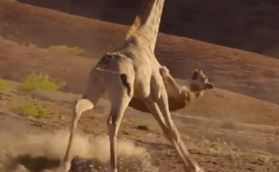 video omg giraffe survived from a killer lion attack