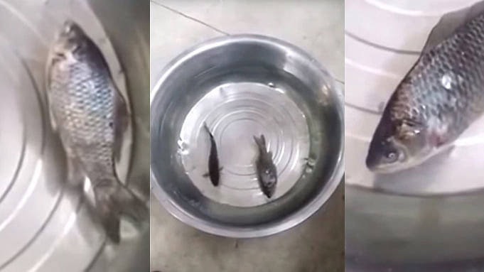 a super freeze fish swims when taken out of freeze and kept in water under normal temp. 
