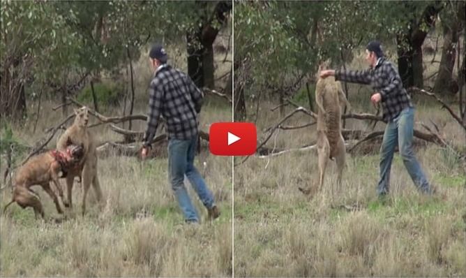 See how a man punches a kangaroo to save his dog 