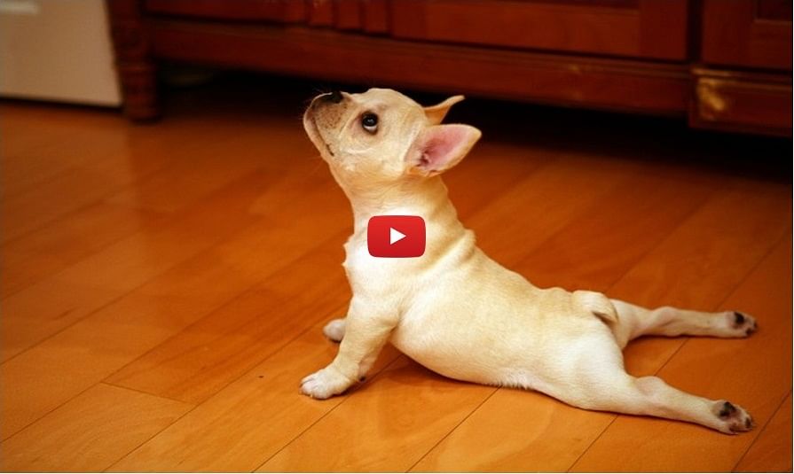Video of Dog practicing Yoga with his owner is awesome 