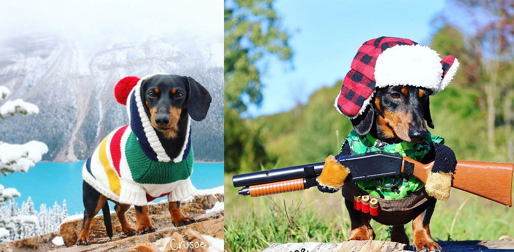 This Dog Is Ruling The Internet For Its Amazing Outfits