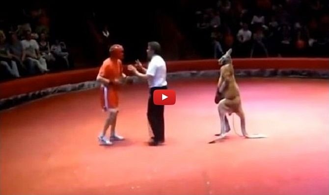 Funny video of kangaroo fighting with human