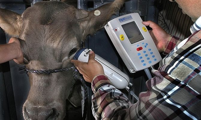 Government is making Aadhaar cards for 88 million Cows and buffaloes 