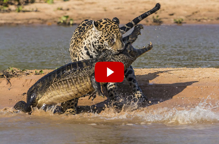 amazing viral video of jaguar vs crocodial