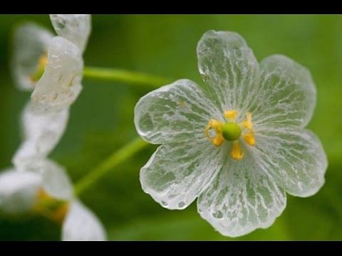 Diphylleia grayi a flower changes the color in rain. 