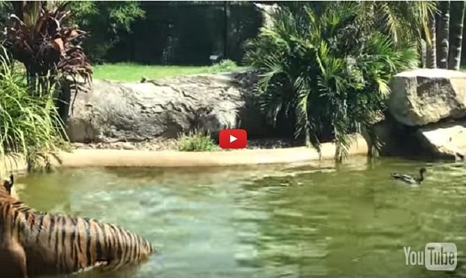 Funny video of tiger and a duck
