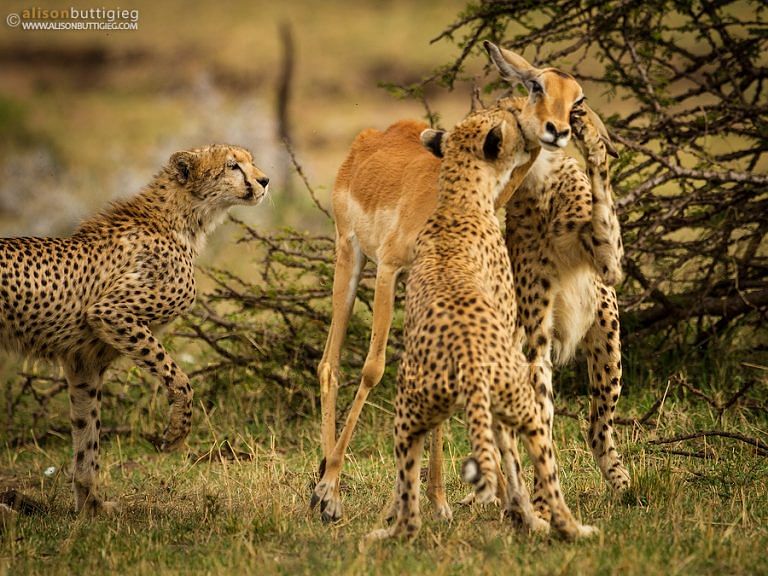 Truth behind this viral picture of dying Impala and Cheetah 