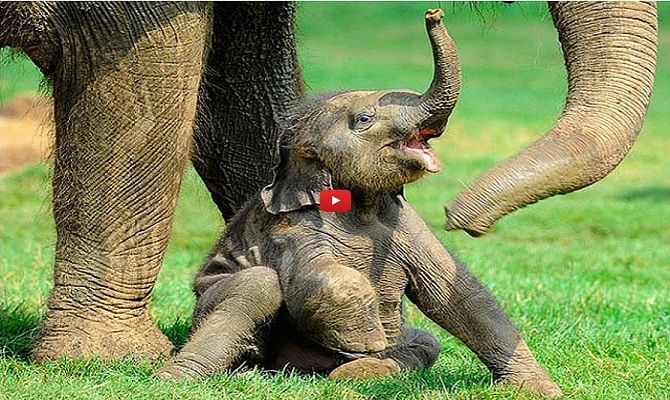 Funny video of a baby elephant's tantrums