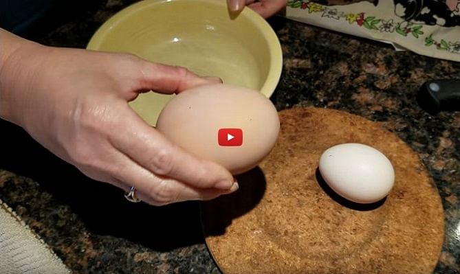 You would not believe what comes out from this huge egg