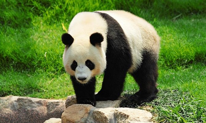 Why panda's fur is black and white?