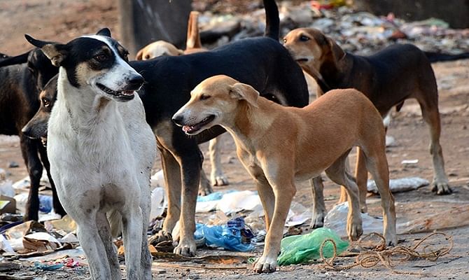 Dog helped cops to find a murderer in Delhi