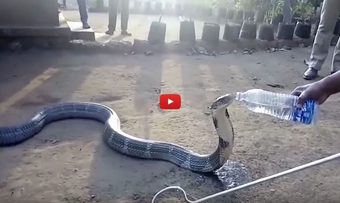  Viral Maharaja Style of the Cool King Cobra from Amazing animal world, drinks mineral water