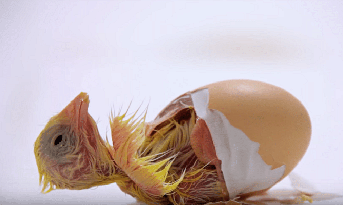 Video of how chicken comes out from an egg