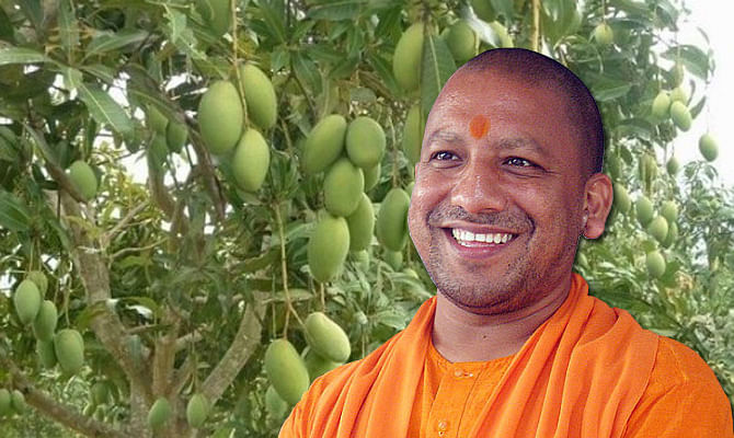 3 Years After Modi Mango, Mango Man Haji Kalimullah Brings 'Yogi Mango'