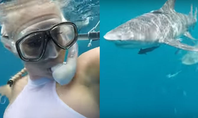 Terrifying moment model Molly Cavalli's shark-cage photoshoot goes horribly wrong!