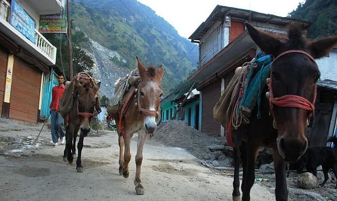 Viral and Trending Horses in Uttarakhand have to wear puff bags on Gangotri track