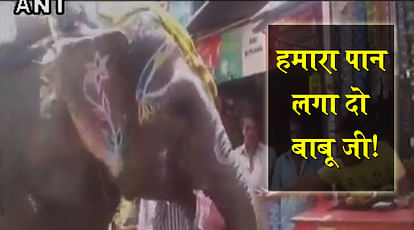 An elephant in MP's Sagar is fond of eating 'paan', walks to shops everyday 