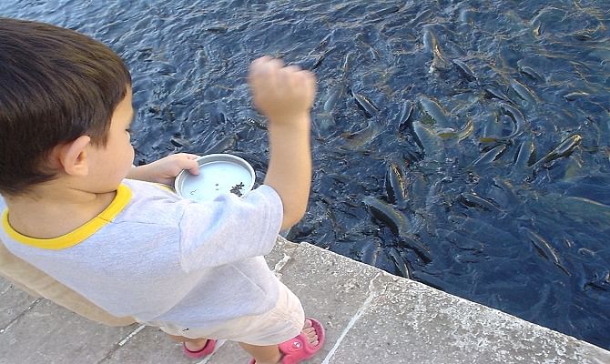 Viral and Trending Video of a little boy feeding fish caught by a bigger fish
