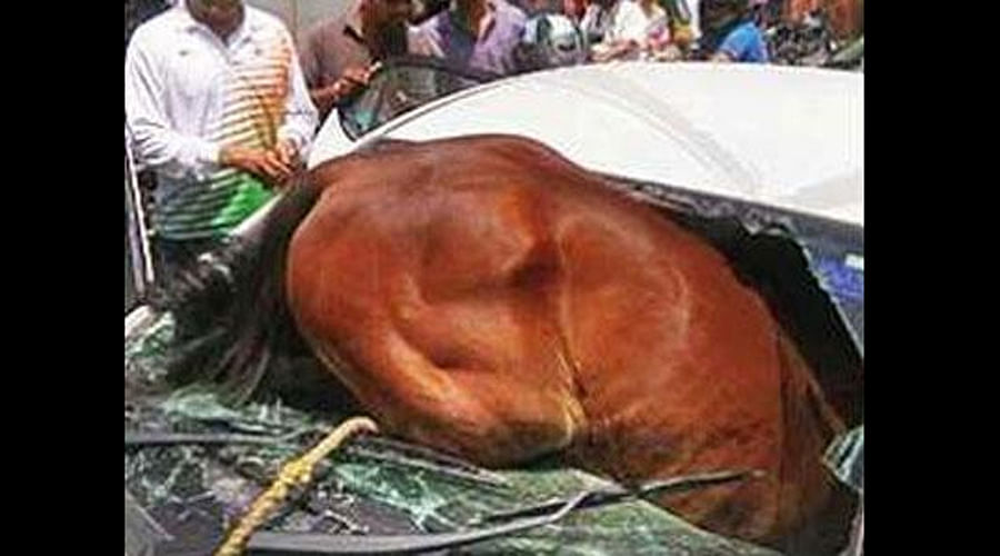 Heat waves make horse enter into an air conditioned car on a hot day in Jaipur