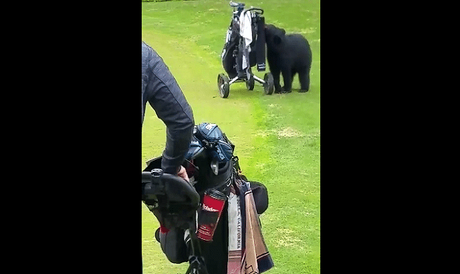 Viral and Trending Video of A bear In Alaska, USA taking food from a golf cart