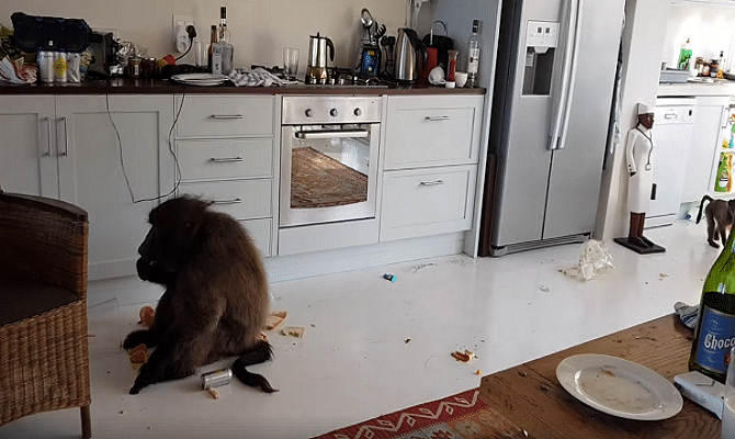 Viral and Trending Video of Baboons having food at a man's Airbnb apartment on his vacation 