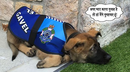 Police dog SACKED from his job - but it's for an absolutely adorable reason