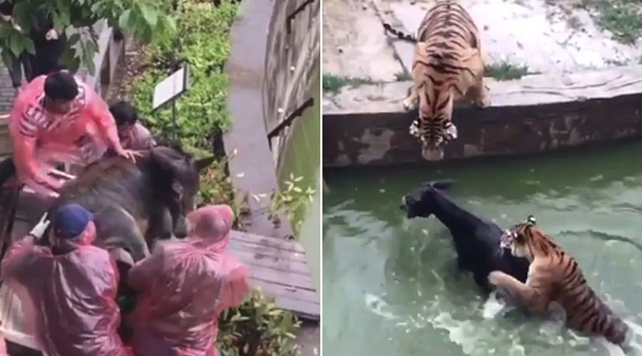 Live donkey fed to tigers in china after zoo dispute, Video goes Viral