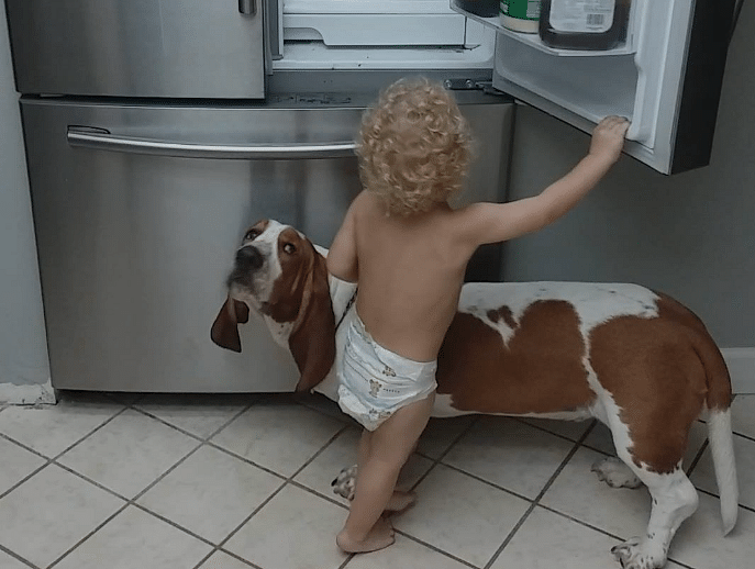 A Toddler And His Dog Stealing Food From The Fridge