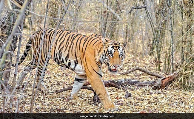 bahubali 2 tiger reached bandhav garh from panna reserve after walking almost 125 kilometre