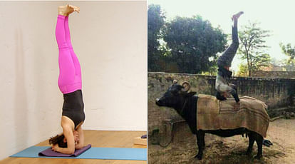 Man perform yoga on a buffalo photo goes viral on internet