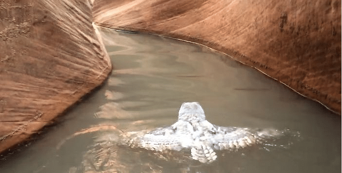 Owl ‘Swimming’ For Its Life 