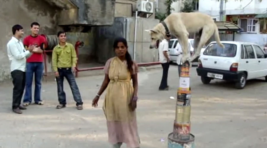 This Dog is performing amazing act on street, Video goes Viral
